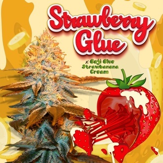 Strawberry Glue (T.H.Seeds) Feminizowane