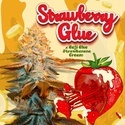Strawberry Glue (T.H.Seeds) Feminizowane