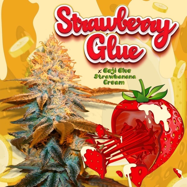 Strawberry Glue (T.H.Seeds) Feminizowane