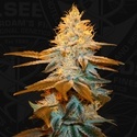 Strawberry Glue (T.H.Seeds) Feminizowane