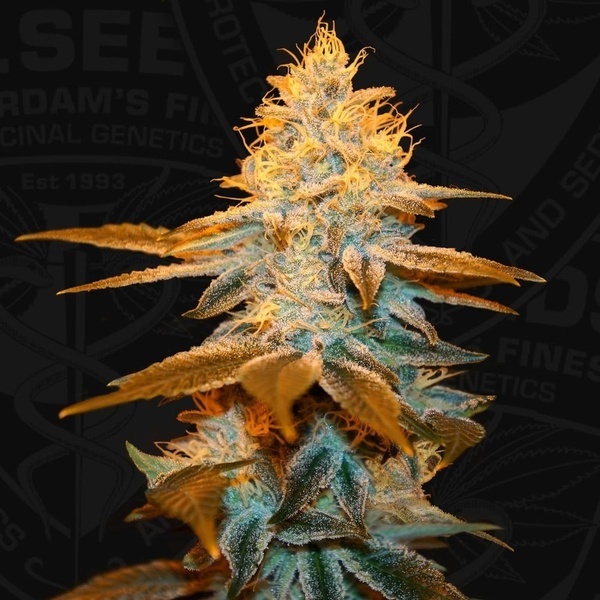 Strawberry Glue (T.H.Seeds) Feminizowane