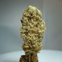 Strawberry Glue (T.H.Seeds) Feminizowane