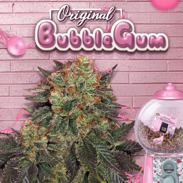 Bubblegum (T.H. Seeds) Feminizowane
