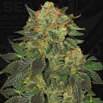 Bubblegum (T.H. Seeds) Feminizowane