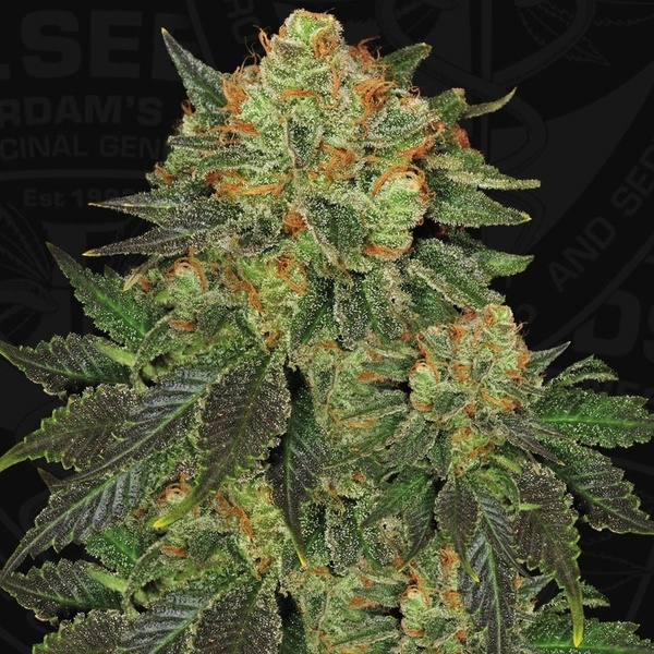 Bubblegum (T.H. Seeds) Feminizowane