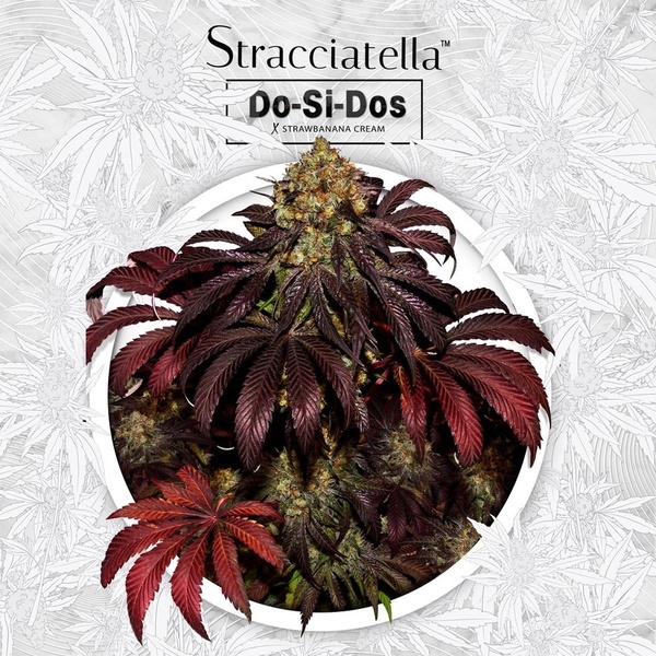 Stracciatella (T.H.Seeds) Feminizowane