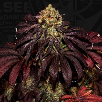 Stracciatella (T.H.Seeds) Feminizowane