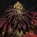 Stracciatella (T.H.Seeds) Feminizowane