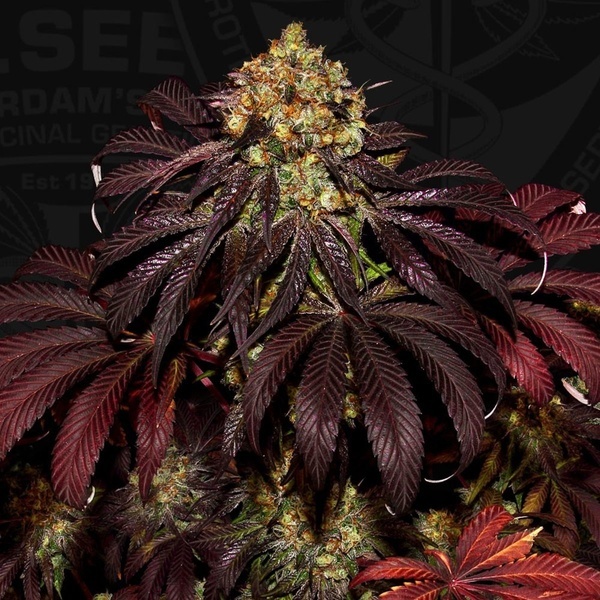 Stracciatella (T.H.Seeds) Feminizowane