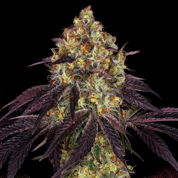 Stracciatella (T.H.Seeds) Feminizowane