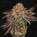 BubbleGummieZ (T.H. Seeds) Feminizowane