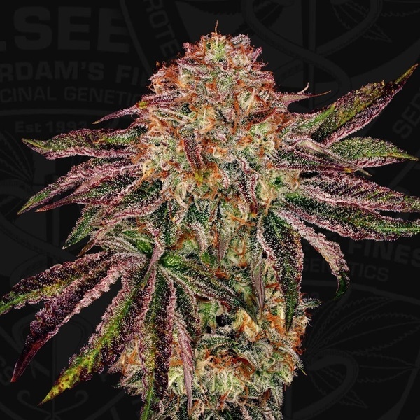 BubbleGummieZ (T.H. Seeds) Feminizowane