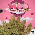 MOB (T.H. Seeds) Feminizowane