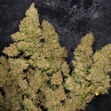 MOB (T.H. Seeds) Feminizowane