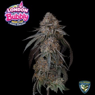 London Bubbly (T.H.Seeds) Feminizowane
