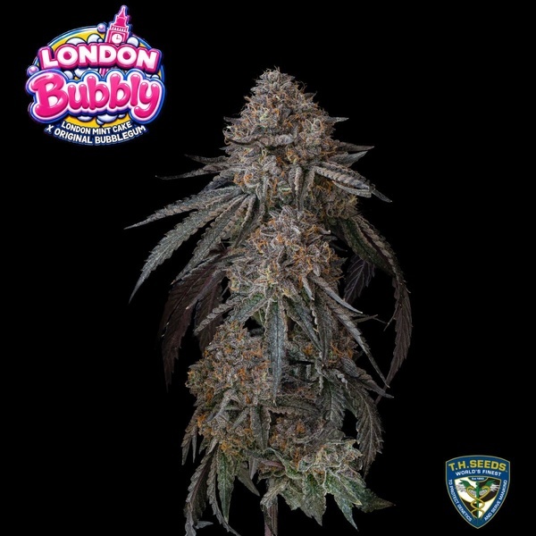London Bubbly (T.H.Seeds) Feminizowane