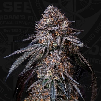 London Bubbly (T.H.Seeds) Feminizowane