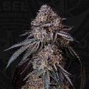 London Bubbly (T.H.Seeds) Feminizowane