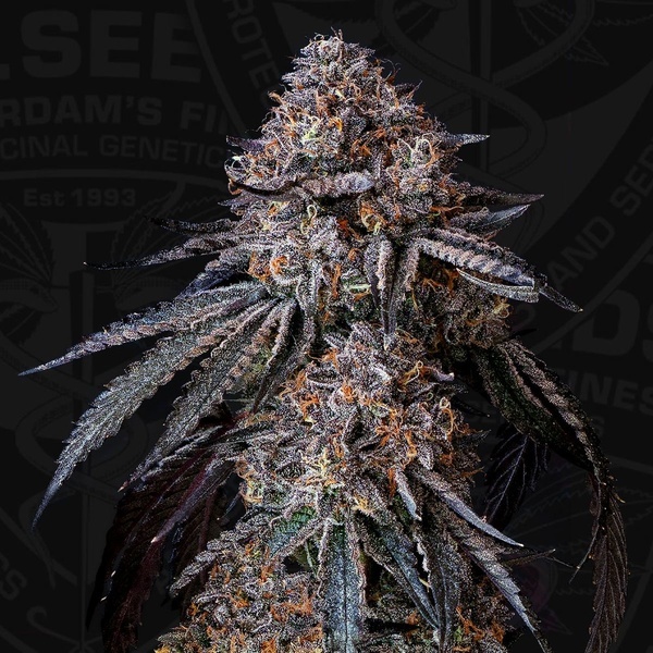London Bubbly (T.H.Seeds) Feminizowane