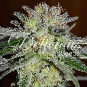 Northern Light Blue (Delicious Seeds) feminizowane