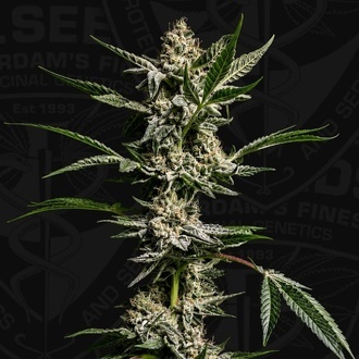 FireGum (T.H.Seeds) feminizowane