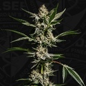 FireGum (T.H.Seeds) feminizowane