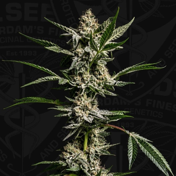 FireGum (T.H.Seeds) feminizowane