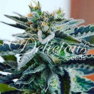 Sugar Black Rose (Delicious Seeds) feminizowane