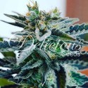 Sugar Black Rose (Delicious Seeds) feminizowane