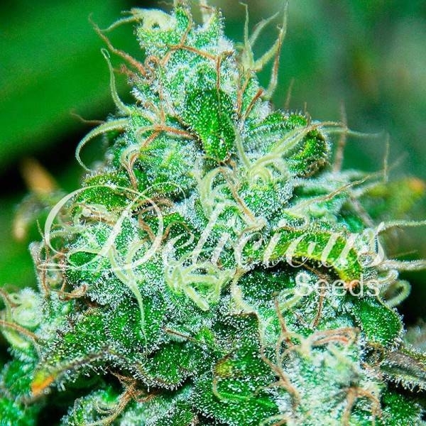Fruity Chronic Juice (Delicious Seeds) feminizowane