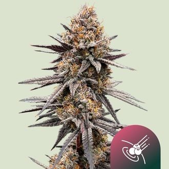 Gravity Berry F1 (Royal Queen Seeds) Feminizowane