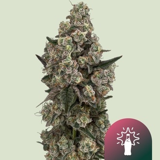 Supersoda F1 (Royal Queen Seeds) Feminizowane