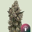 Supersoda F1 (Royal Queen Seeds) Feminizowane