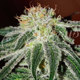 Black Russian (Delicious Seeds) feminizowane