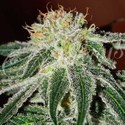 Black Russian (Delicious Seeds) feminizowane