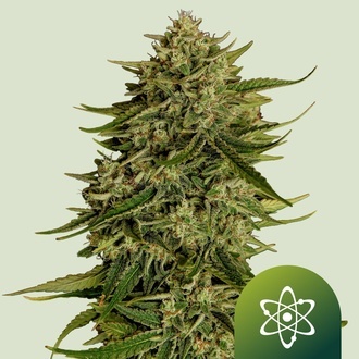 Quantum Terp F1 Automat (Royal Queen Seeds) Feminizowane