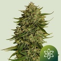 Quantum Terp F1 Automat (Royal Queen Seeds) Feminizowane