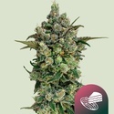 Dark Matter Cake F1 (Royal Queen Seeds) Feminizowane