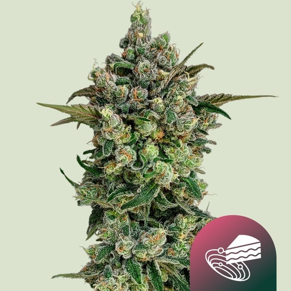Dark Matter Cake F1 (Royal Queen Seeds) Feminizowane