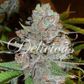 La Diva (Delicious Seeds) feminizowane