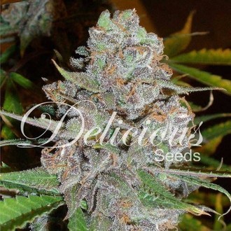 La Diva (Delicious Seeds) feminizowane