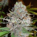 La Diva (Delicious Seeds) feminizowane