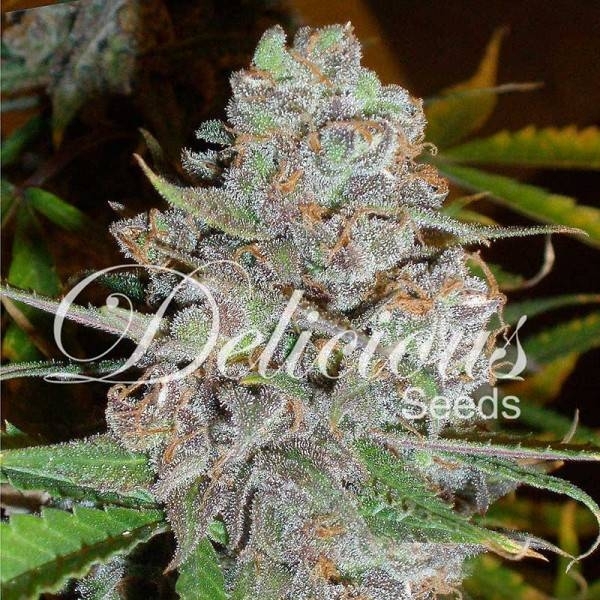 La Diva (Delicious Seeds) feminizowane