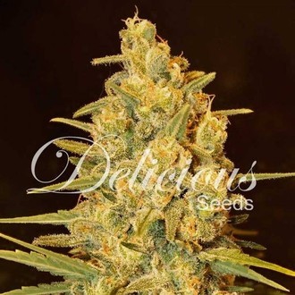 Critical Sensi Star (Delicious Seeds) feminizowane