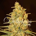 Critical Sensi Star (Delicious Seeds) feminizowane