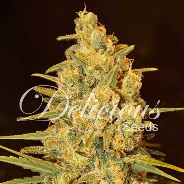 Critical Sensi Star (Delicious Seeds) feminizowane