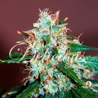 Critical Neville Haze 2.0 (Delicious Seeds) feminizowane