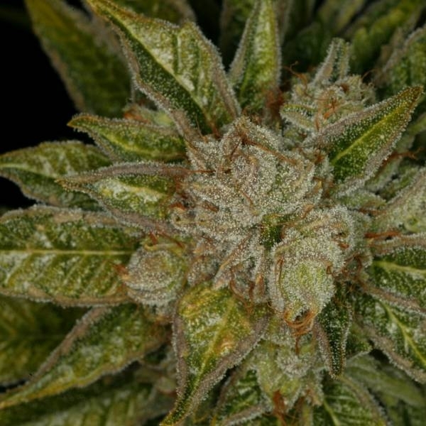 MK-Ultra (T.H.Seeds) feminizowane