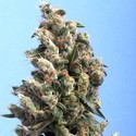 Kushage (T.H.Seeds) feminizowane