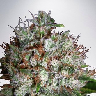 Big Bud XXL (Ministry of Cannabis) feminizowane